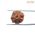 7-Mukhi-Nepal-Rudraksha-19.98MM-UP-C.jpg