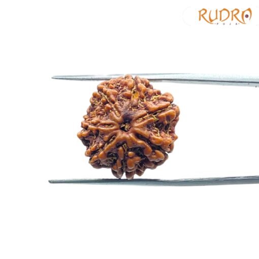 7-Mukhi-Nepal-Rudraksha-19.98Mm-Up-C.jpg