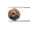 7 Mukhi Nepal Rudraksha (20.03Mm)