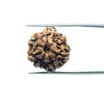 7 Mukhi Nepal Rudraksha (20.03MM)