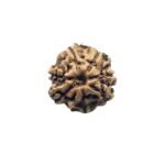 7 Mukhi Nepal Rudraksha (20.03Mm)