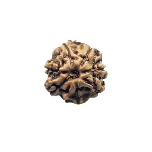 7 Mukhi Nepal Rudraksha (20.03Mm)
