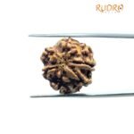 7 Mukhi Nepal Rudraksha (20.03Mm)