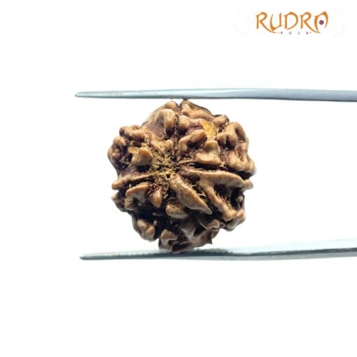 7 Mukhi Nepal Rudraksha (20.03Mm)