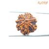 7 Mukhi Nepal Rudraksha (20.20Mm) 13 7-Mukhi-Nepal-Rudraksha-20.20Mm-Bp-C.jpg