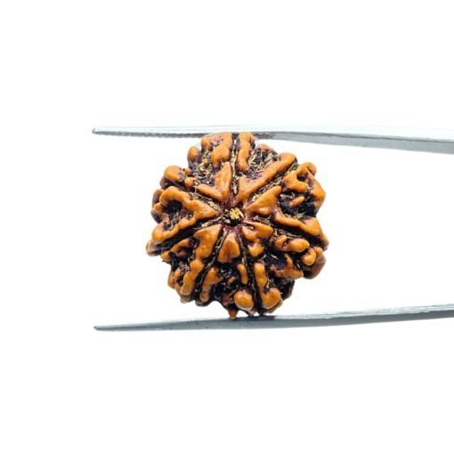 7-Mukhi-Nepal-Rudraksha-20.20Mm-Mp-C.jpg