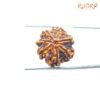 7 Mukhi Nepal Rudraksha (20.20Mm) 14 7-Mukhi-Nepal-Rudraksha-20.20Mm-Sp-C.jpg