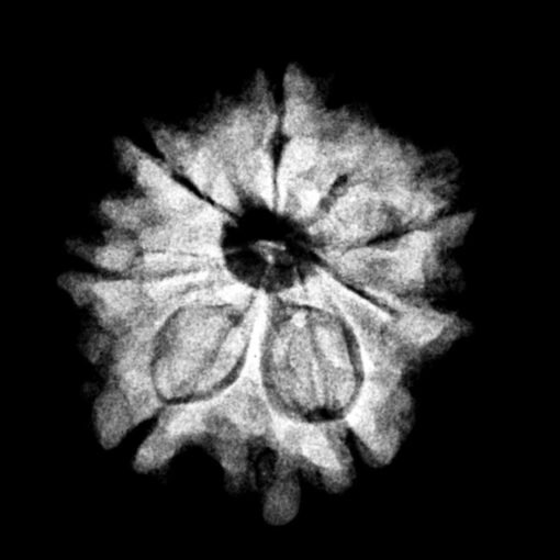 7-Mukhi-Nepal-Rudraksha-20.56Mm.jpg