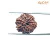 7 Mukhi Nepal Rudraksha (20.72Mm) 14 7-Mukhi-Nepal-Rudraksha-20.72Mm-Bp-C.jpg