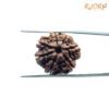 7 Mukhi Nepal Rudraksha (20.72Mm) 13 7-Mukhi-Nepal-Rudraksha-20.72Mm-Fp-C.jpg