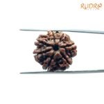 7-Mukhi-Nepal-Rudraksha-20.72MM-FP-C.jpg