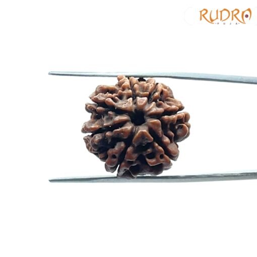 7-Mukhi-Nepal-Rudraksha-20.72Mm-Fp-C.jpg