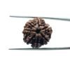 7-Mukhi-Nepal-Rudraksha-20.72MM-MP-C.jpg