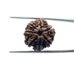 7-Mukhi-Nepal-Rudraksha-20.72MM-MP-C.jpg