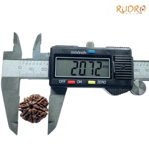 7-Mukhi-Nepal-Rudraksha-20.72Mm-Op-C.jpg