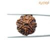 7 Mukhi Nepal Rudraksha (20.75Mm) 13 7-Mukhi-Nepal-Rudraksha-20.75Mm-Bp-C.jpg