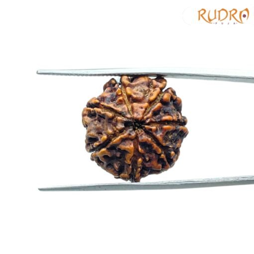 7-Mukhi-Nepal-Rudraksha-20.75Mm-Bp-C.jpg