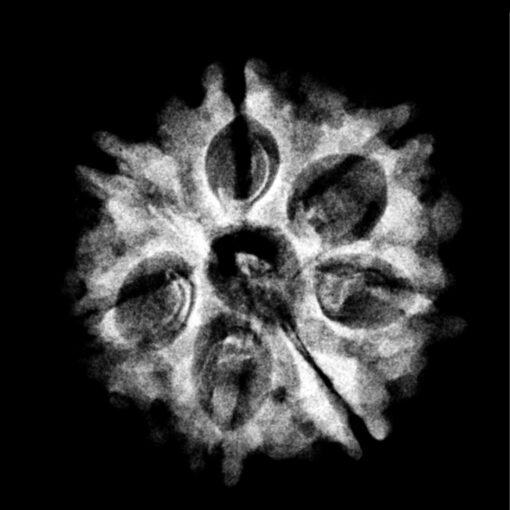 7-Mukhi-Nepal-Rudraksha-20.75Mm-Fp-C-1.Jpg