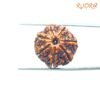 7 Mukhi Nepal Rudraksha (20.75Mm) 14 7-Mukhi-Nepal-Rudraksha-20.75Mm-Bp-C.jpg