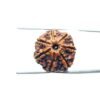 7-Mukhi-Nepal-Rudraksha-20.75Mm-Mp-C.jpg