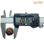 7-Mukhi-Nepal-Rudraksha-20.75Mm-Op-C.jpg