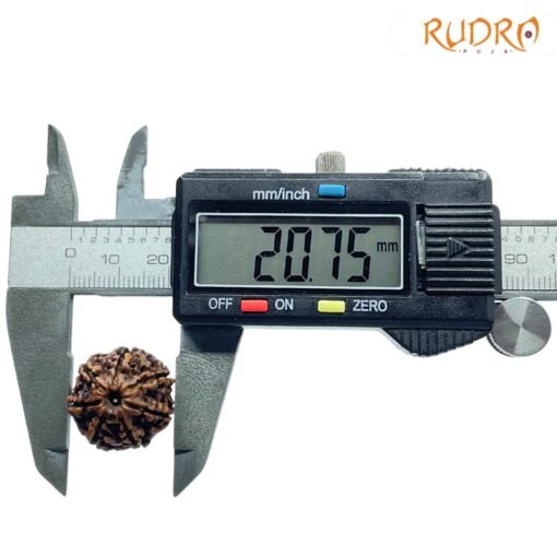 7-Mukhi-Nepal-Rudraksha-20.75Mm-Op-C.jpg