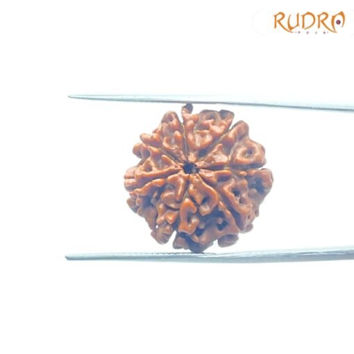 7-Mukhi-Nepal-Rudraksha-20.78Mm-Bp-C.jpg