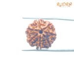 7-Mukhi-Nepal-Rudraksha-20.78Mm-Fp-C.jpg