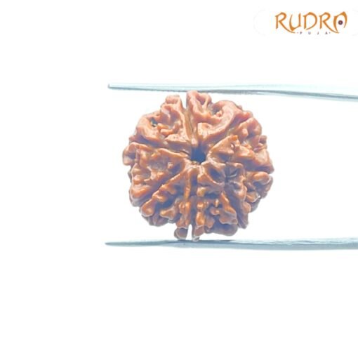 7-Mukhi-Nepal-Rudraksha-20.78Mm-Fp-C.jpg