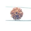 7-Mukhi-Nepal-Rudraksha-20.78Mm-Mp-C.jpg