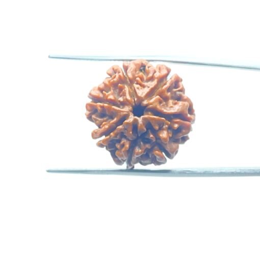 7-Mukhi-Nepal-Rudraksha-20.78Mm-Mp-C.jpg