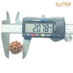 7-Mukhi-Nepal-Rudraksha-20.78Mm-Op-C.jpg