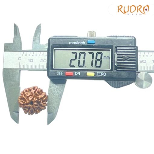 7-Mukhi-Nepal-Rudraksha-20.78Mm-Op-C.jpg
