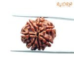 7-Mukhi-Nepal-Rudraksha-21.06Mm-Bp-C.jpg