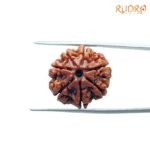 7-Mukhi-Nepal-Rudraksha-21.06MM-FP-C.jpg