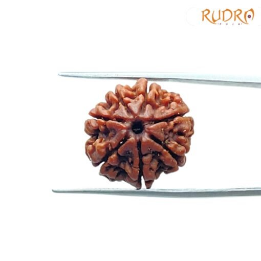 7-Mukhi-Nepal-Rudraksha-21.06Mm-Fp-C.jpg