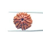 7-Mukhi-Nepal-Rudraksha-21.06MM-MP-C.jpg
