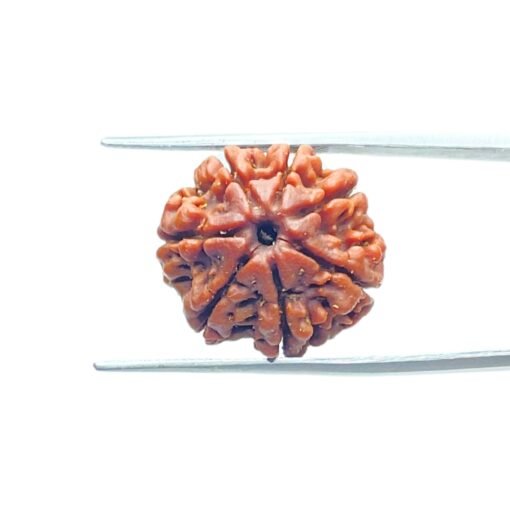 7-Mukhi-Nepal-Rudraksha-21.06Mm-Mp-C.jpg