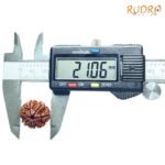 7-Mukhi-Nepal-Rudraksha-21.06Mm-Op-C.jpg