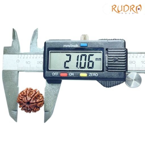 7-Mukhi-Nepal-Rudraksha-21.06Mm-Op-C.jpg