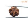 7-Mukhi-Nepal-Rudraksha-21.07Mm-Bp-C.jpg