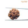 7-Mukhi-Nepal-Rudraksha-21.07Mm-Fp-C.jpg