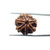 7-Mukhi-Nepal-Rudraksha-21.07Mm-Mp-C.jpg