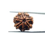 7-Mukhi-Nepal-Rudraksha-21.07MM-MP-C.jpg