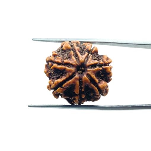 7-Mukhi-Nepal-Rudraksha-21.07Mm-Mp-C.jpg