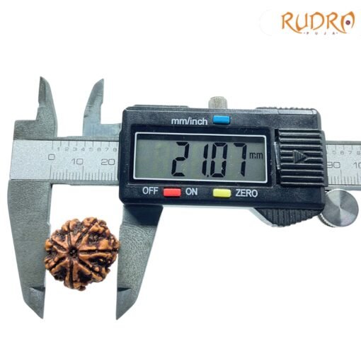 7-Mukhi-Nepal-Rudraksha-21.07Mm-Op-C.jpg