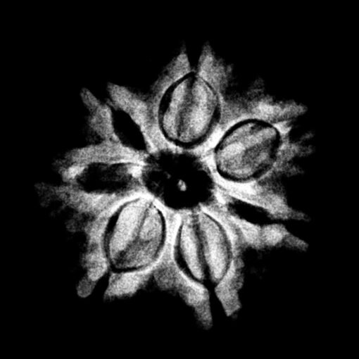 7-Mukhi-Nepal-Rudraksha-21.07Mm-X-Ray-C.jpg