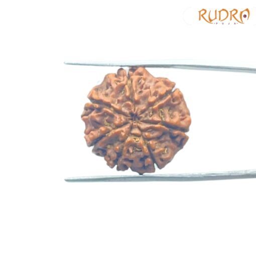 7-Mukhi-Nepal-Rudraksha-21.27MM-BP-C.jpg