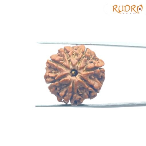 7-Mukhi-Nepal-Rudraksha-21.27MM-FP-C.jpg