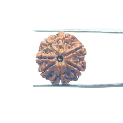 7-Mukhi-Nepal-Rudraksha-21.27Mm-Mp-C.jpg